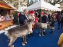 Les rennes du père-noël - traîneaux - père noël - calèches - mariages